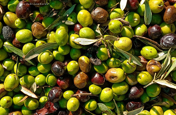 do you like olives?