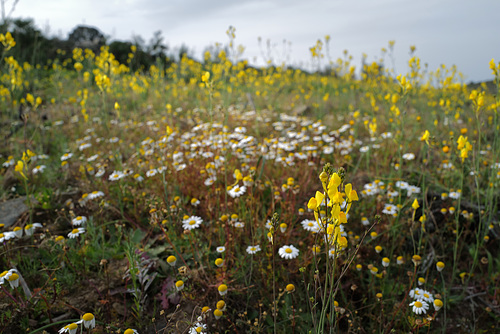 Linaria spartea, Penedos