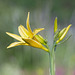 Day Lily