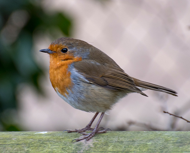 Robin profile