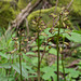 Aplectrum hyemale (Puttyroot orchid, Adam-and-Eve orchid) f/20