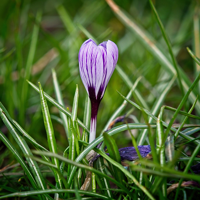 Crocus (again)