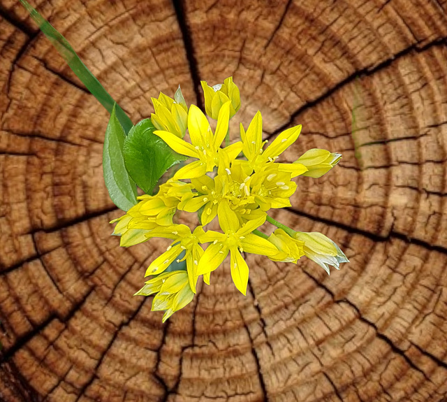 Allium Roseum Grandiflora