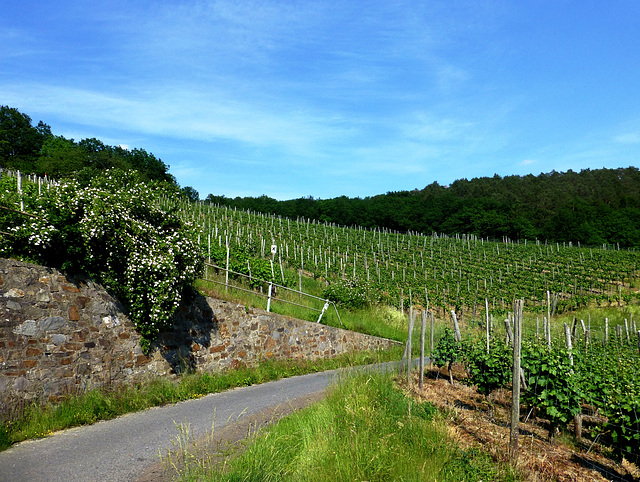 Neuenahrer Weinberge