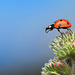 Marienkäfer / Ladybug (Coccinellidae)