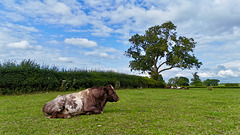 Bull relaxing