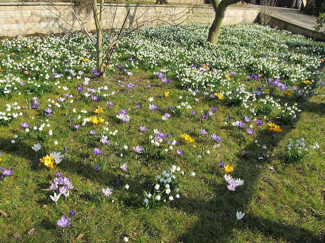 Märzenbecher und Krokusse