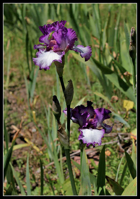 Mariposa Autumn