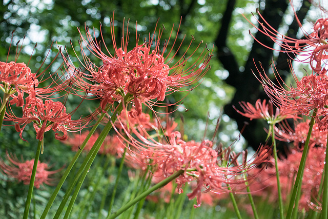 Spider lily