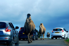 The problem with desert roads...