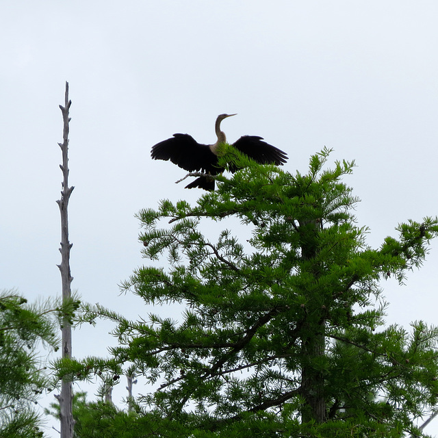 Anhinga drying its wings