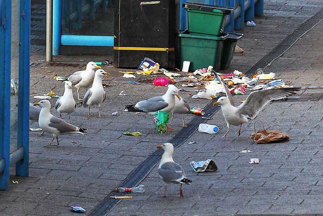 EOS 60D Unknown 05 57 54 1247 Gulls dpp hdr