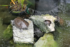 Turtles in the shower