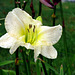 Day Lily 2, my favorite