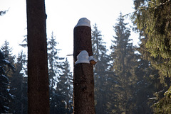 Schneehaupen auf Baumstämmen