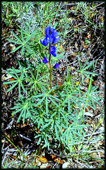 Wild lupin