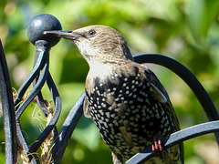 Starling (8)