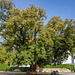 #20 The old linden tree