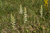 Spiranthes ochroleuca (Yellow Ladies'-tresses orchid)