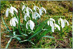 Spring Messengers...  ©UdoSm