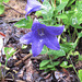 Balloon flower