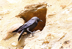 Choucas des tours (hautes pyrénées)