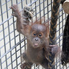 Orang-Utan-Baby Berani (Zoo Heidelberg)