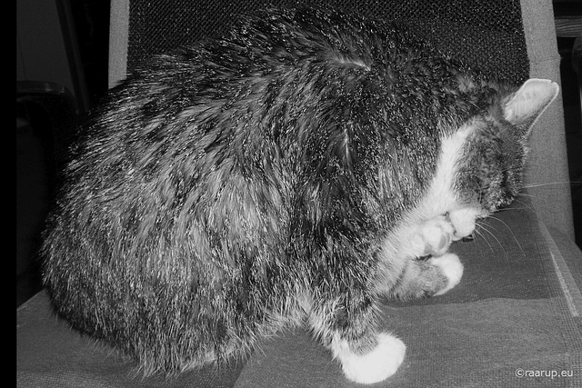 Wet and all in a mess - Happy Caturday