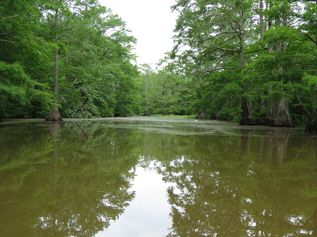 Bald-cypress swamp