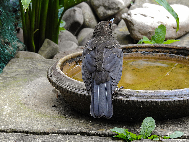 20170814 2869CPw [D~LIP] Amsel [Schwarzdrossel], Bad Salzuflen