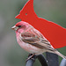 Purple Finch