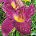 Day Lily 1