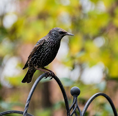 Starling (9)