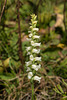 Spiranthes ochroleuca (Yellow Ladies'-tresses orchid)