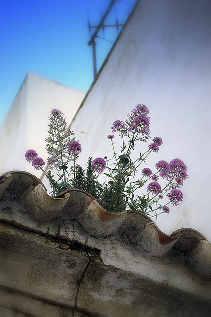 Flowering roof