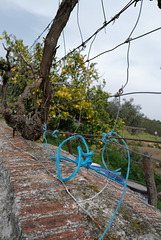 Penedos, Blue rope and lemon tree