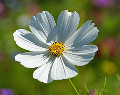 Cosmea