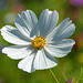 Cosmea