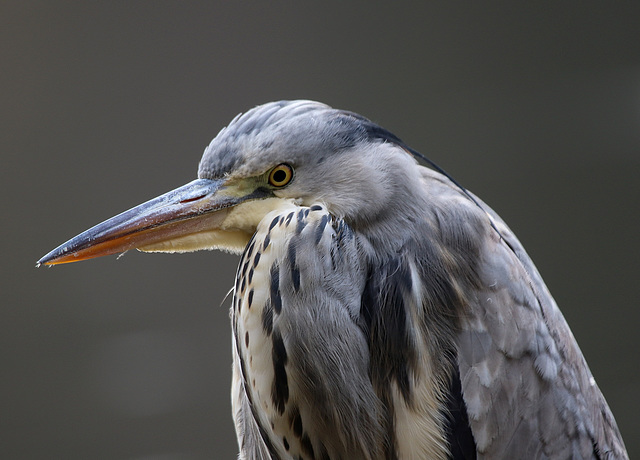 un autre profil de mon heron ....