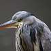 un autre profil de mon heron ....