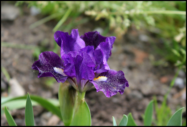 Iris Naos (2)