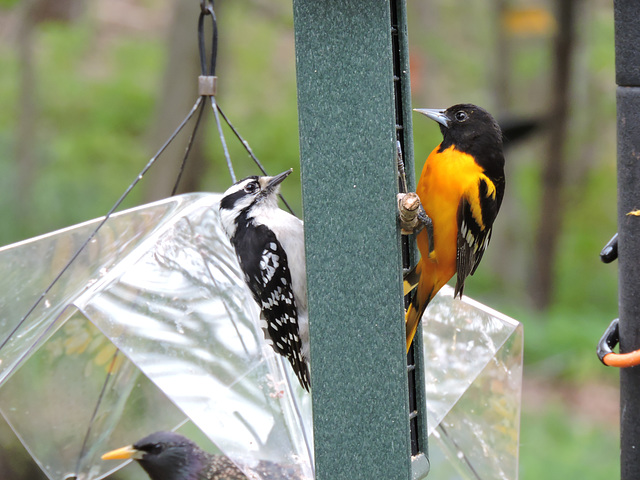 Baltimore Oriole