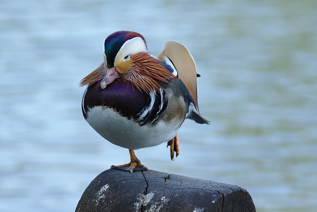 Mandarin Duck EF7A3450