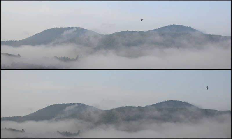 Brouillard matinal ... Une hirondelle passe
