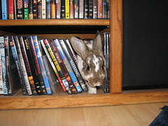 Book Bunny