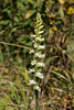 Spiranthes ochroleuca (Yellow Ladies'-tresses orchid)