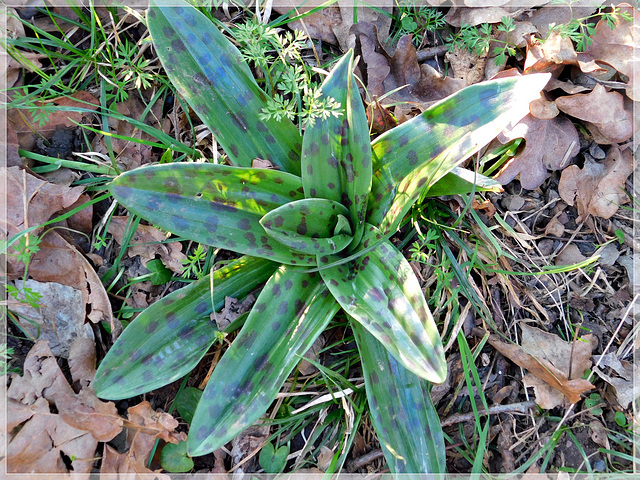 Future Orchidée sauvage dans le chemin (22)