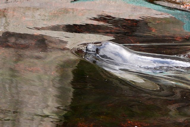 Alaska, Harbor Seal in Seward SeaLife Center