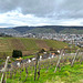 Weinberge im März