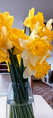 Daffodils.